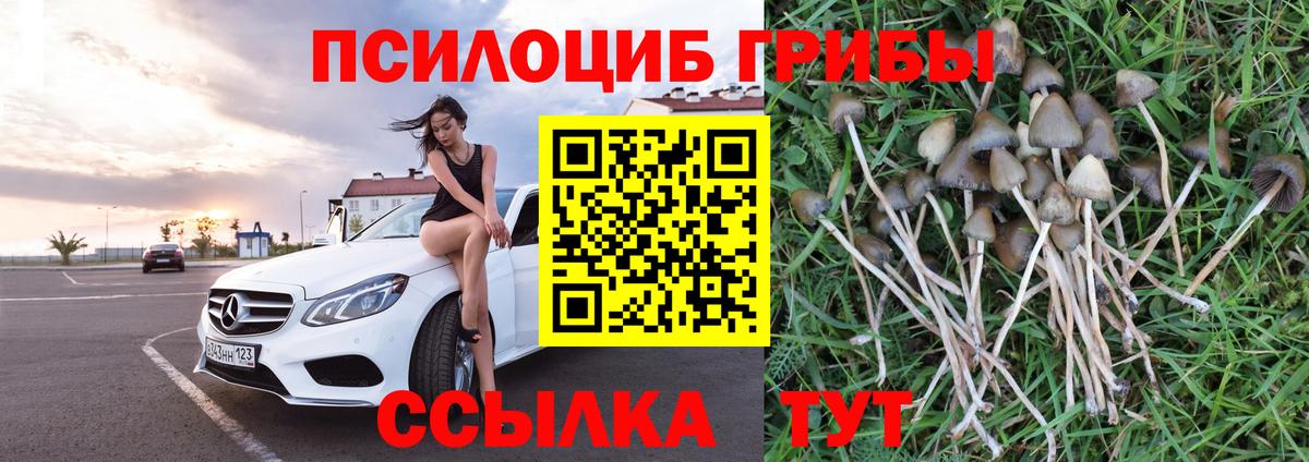 Псилоцибиновые грибы Cubensis Светлоград